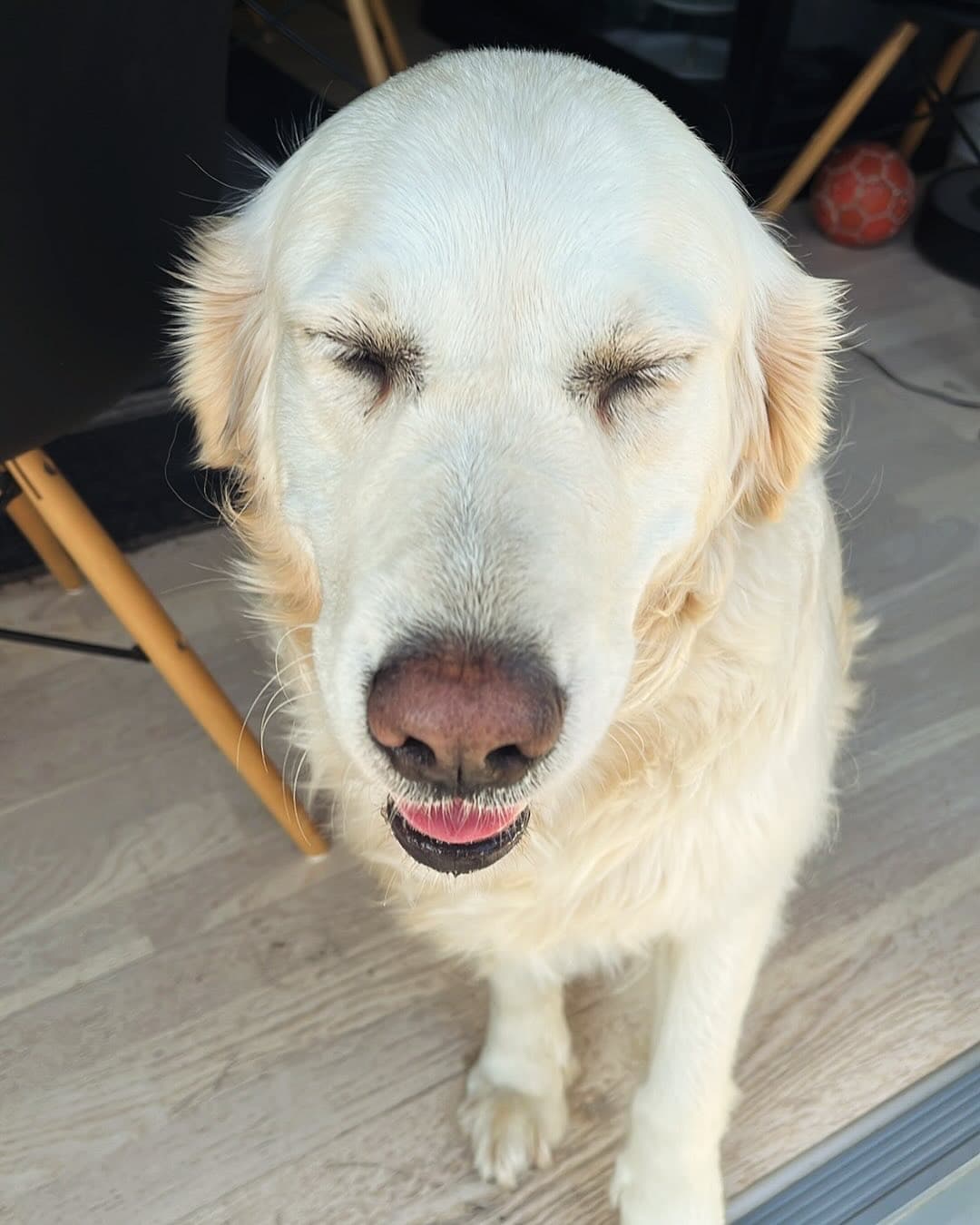 Rosie3.jpg