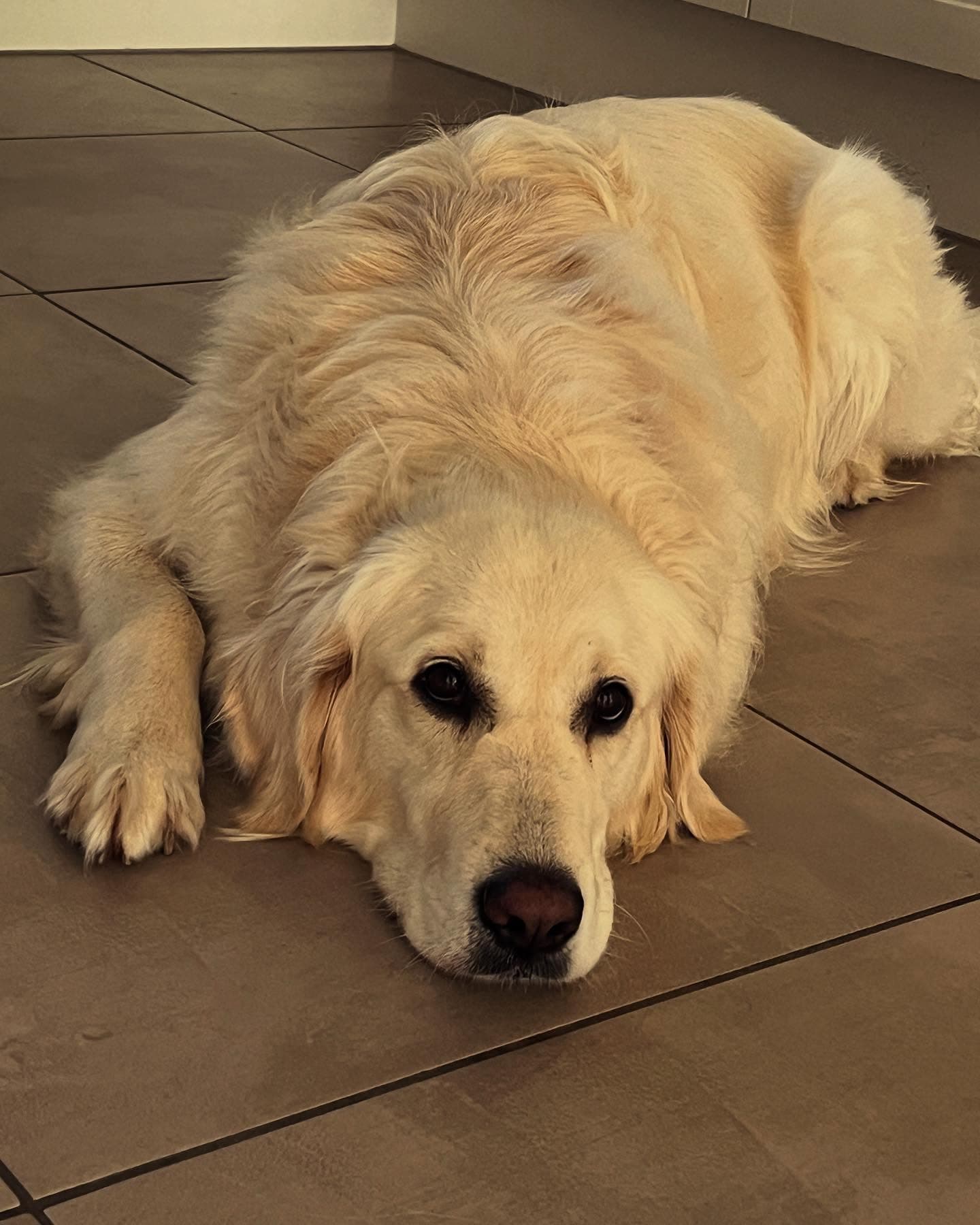 Rosie2.jpg